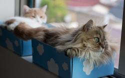 Window Cats Boxes