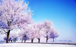 Winter Background HD Wide Wallpaper for Widescreen