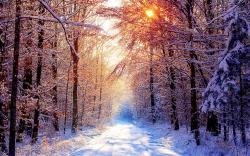 Winter Morning Forest Wallpapers Pictures Photos Images. «