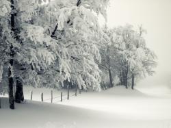 Seasons Winter Snow Trees Branches Nature Wallpapers and photos