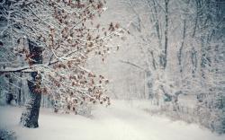 Forest Nature Winter Snow Snowflakes Photo HD Wallpaper