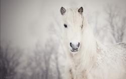 White Horse Winter Snowfall Nature HD Wallpaper