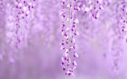 Flowers Wisteria Purple Nature