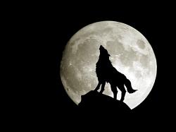 Animals Wolf Wallpapers Wolf Backgrounds Images Wolf Wallpaper