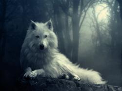 ... Wolf Wallpapers and Backgrounds 04 ...