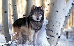 wolf - wolves Wallpaper
