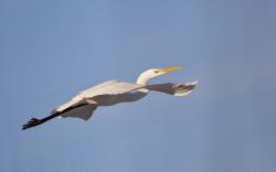 Wonderful Bird Egret