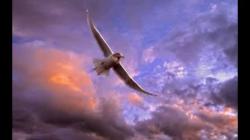 Wonderful-Flying-Bird- Nature-Wallpaper scene best HD