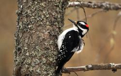 Woodpecker Background 39721