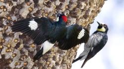 Through the Lens: Acorn Woodpecker