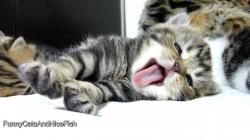 Cutest Cat Moments | Top 25 Cutest Kittens and Funny Cats Yawns
