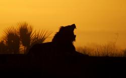 Yawning Lion Sunrise