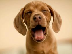 Description: The Wallpaper above is Yawning Puppy Wallpaper in Resolution 1024x768. Choose your Resolution and Download Yawning Puppy Wallpaper