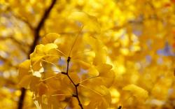 Yellow autumn twig