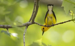 Yellow bird on branch