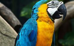 Blue-yellow Macaw Parrot Wallpaper