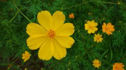 Yellow Cosmos Flowers