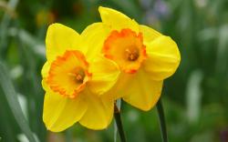 Yellow daffodils hd