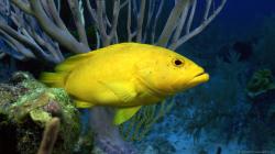 ... Yellow Fish for 1600x900