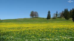 ... Meadow with Yellow Flowers HD Wallpaper