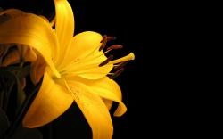 Yellow Flowers Best Quality Download High Resolution Amp Hd Wallpapers 1680x1050px