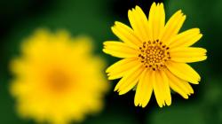 Wallpapers for Gt Yellow Flower Wallpaper 1920x1080px
