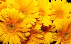 DOWNLOAD WALLPAPER Yellow Flowers - FULL SIZE ...