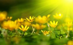 Yellow flowers sunshine