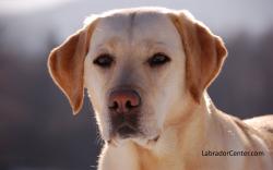Yellow Labrador with Grey Background