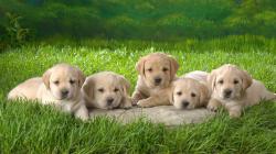 labrador retriever puppies 660x371 Yellow Labrador Retriever Puppies