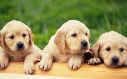 Yellow Labrador Puppies ...
