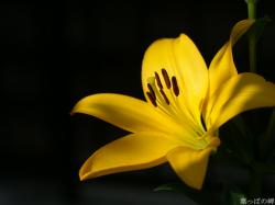 yellow lily flower agJKpIul