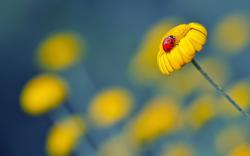 ... yellow flower, daisy, petals, ladybug, nature, macro, picture, hd