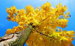 Yellow maple tree autumn