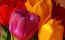 Yellow Pink Red Tulips