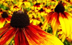 nature red flowers yellow flower petals coneflowers wallpaper background