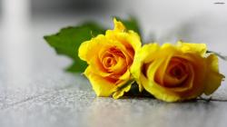 <p><a href="http://www.imgion.com/"><img src="alignnone size-full wp-image-57348" alt="Pair of nice yellow rose" /></a></p><a ...