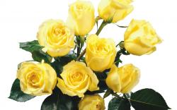 Yellow Roses Wallpapers Hd