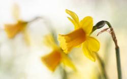 Spring Flowers Yellow Narcissus HD Wallpaper