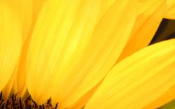 Yellow sunflower petals
