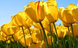 Yellow Tulips Field wallpaper