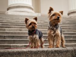 Cute Yorkshire Terrier Couple
