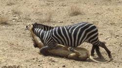 Amazing: Lion vs Zebra | Lion kills zebra almost | Lion hunting zebra | Zebra escapes lion kill