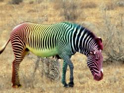 Zebra rainbow by YCanwood ...
