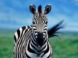 Zebra - meaning of dream
