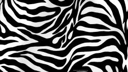 Zebra Background 18493 1240x800 px