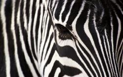 Closeup Face of Zebra with Black Stripes Patterns (click to view)