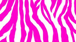 Zebra Print Wallpaper 2744 1920x1080 px