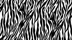 Zebra Print Wallpaper Wallpaperkickcom 1600x900px