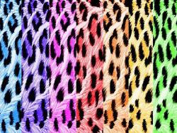 Wallpapers for Gt Neon Rainbow Zebra Print Backgrounds